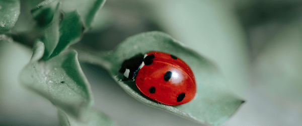 ladybug